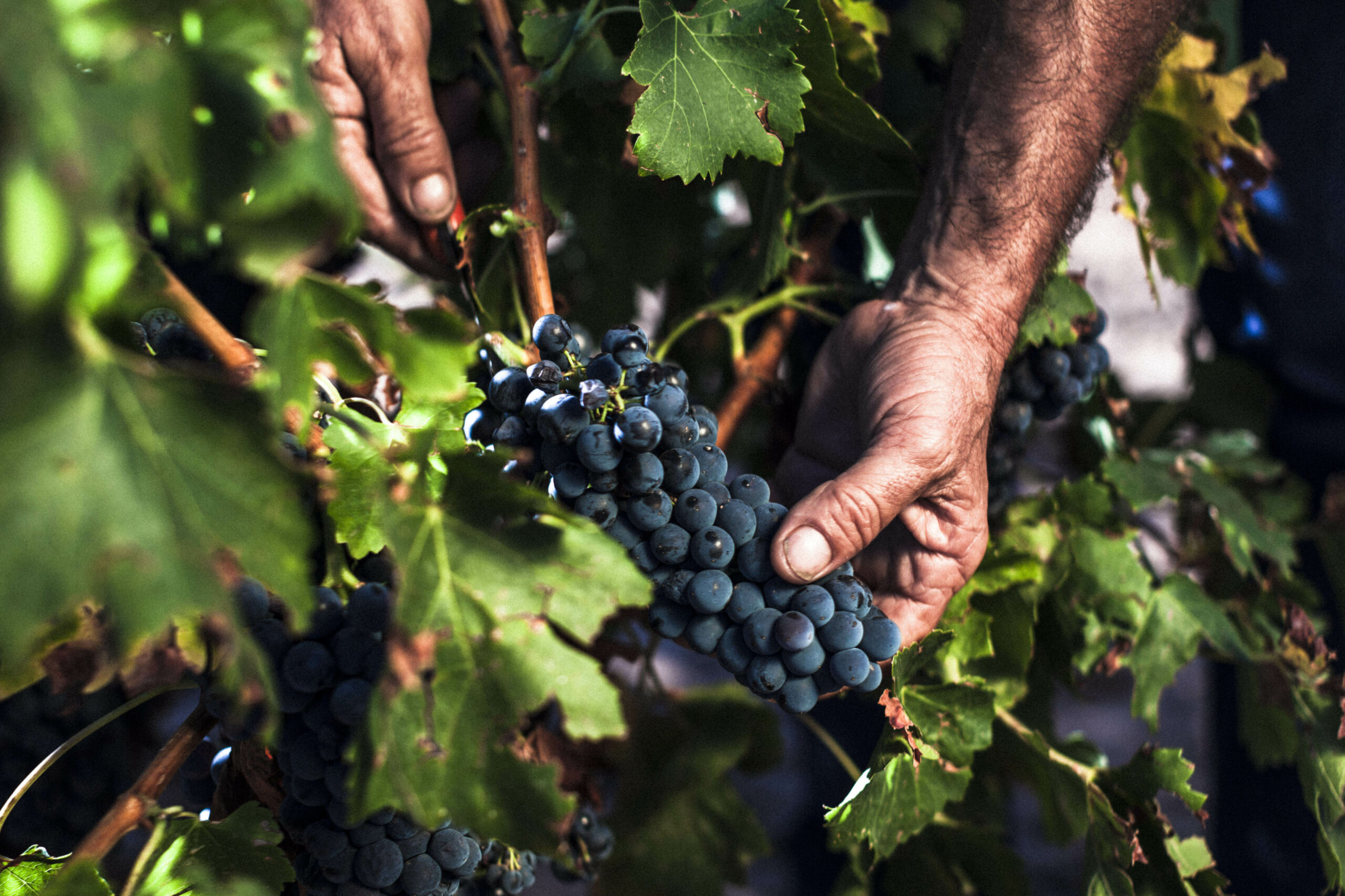 Illinois Wineries Think Pink at the Annual Wine and Grape Industry  Conference - Illinois Grape Growers And Vintners Alliance