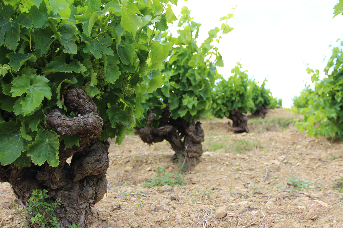 Old vines a tribute to European origins Garnacha Grenache