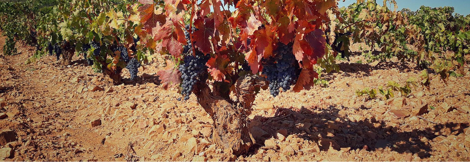 Calatayud Designations of Origin Wines of Garnacha