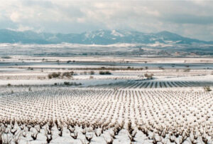 garnacha origin