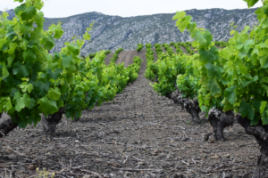 garnacha grenache